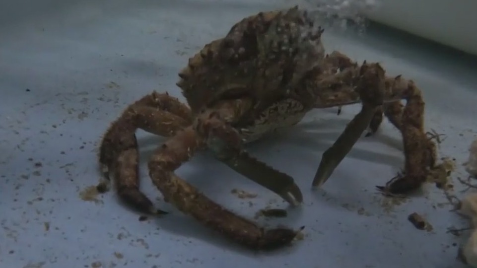 King crab preservation project at Mote Marine